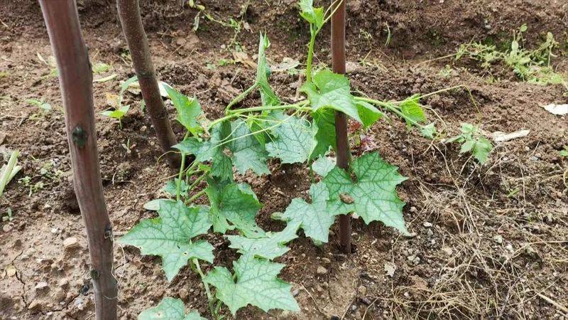 青菜的种植方法