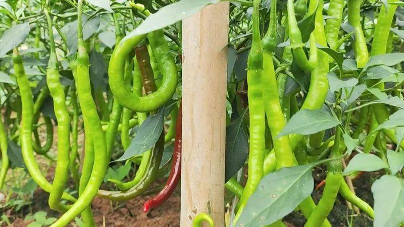 青菜的种植方法