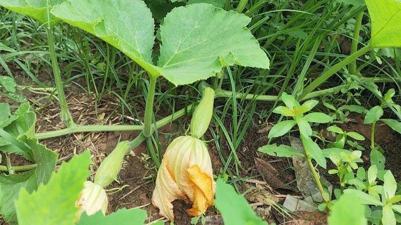 青菜的种植方法