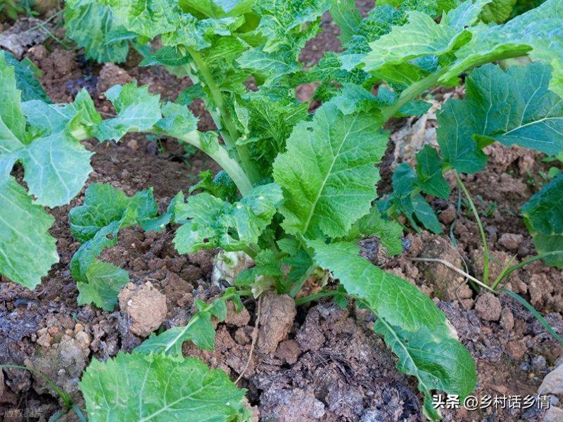 青菜的种植方法