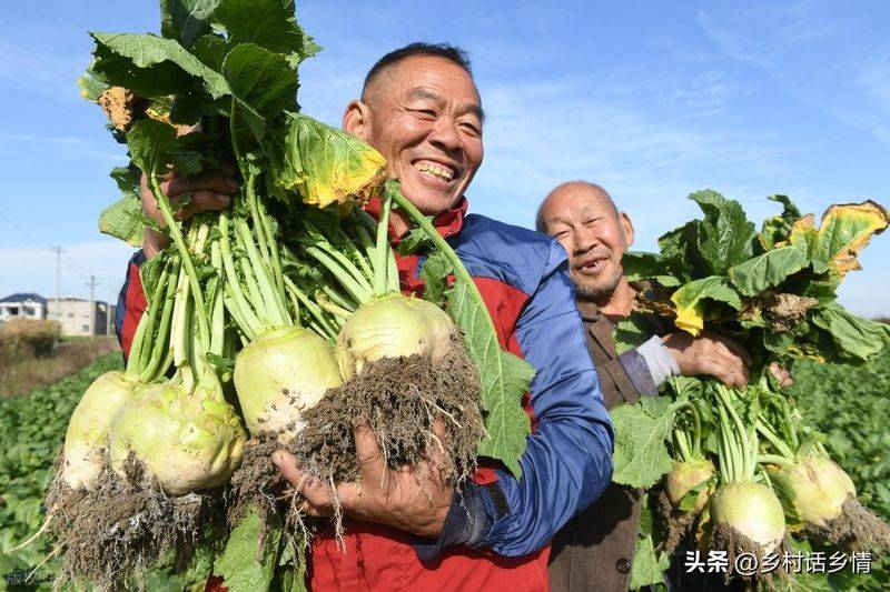 青菜的种植方法
