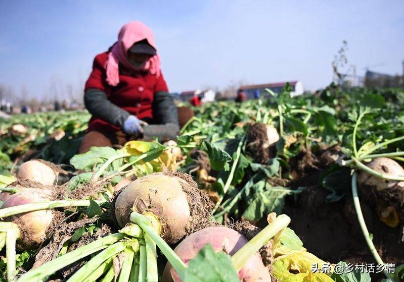 青菜的种植方法