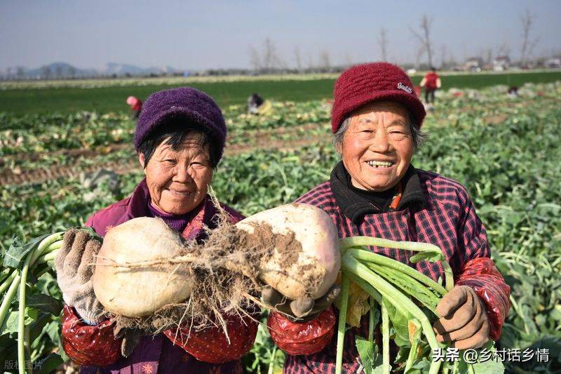 青菜的种植方法