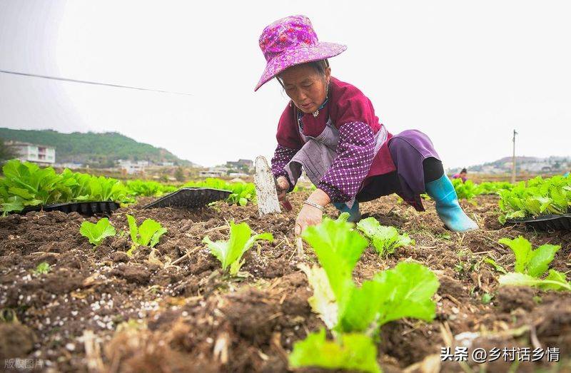 青菜的种植方法