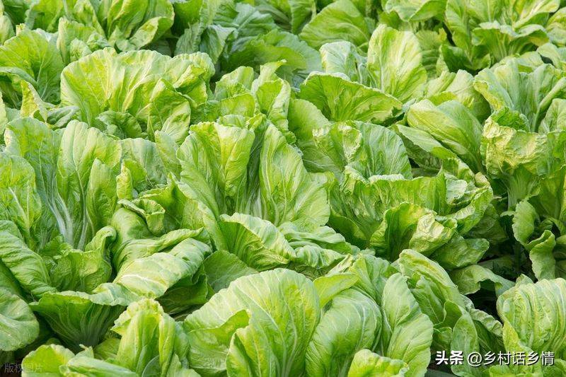 青菜的种植方法