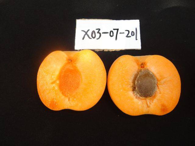 Apricot 77 techniques