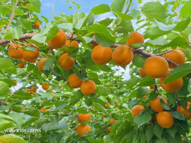 Apricot 77 techniques