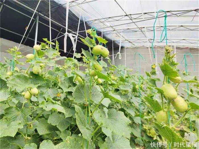 温室大棚种植蔬菜