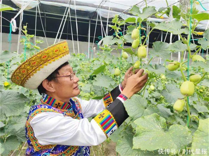 温室大棚种植蔬菜