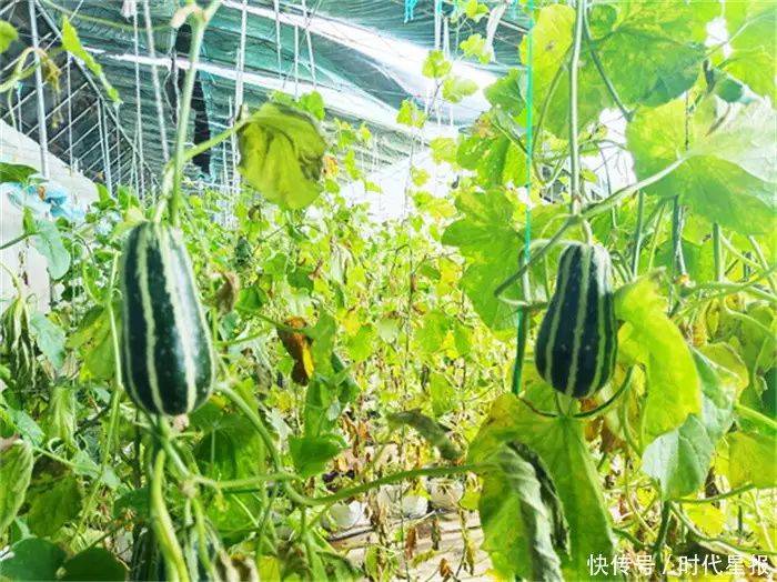 温室大棚种植蔬菜