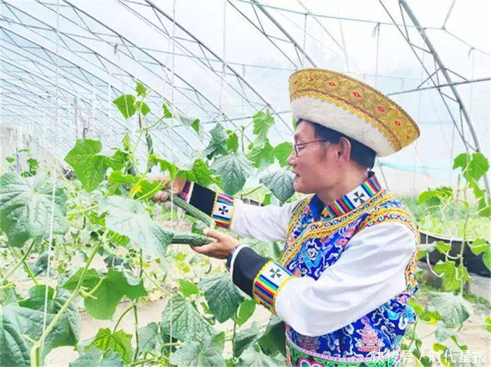 温室大棚种植蔬菜