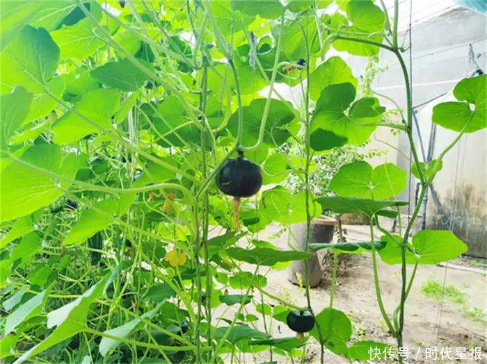 温室大棚种植蔬菜