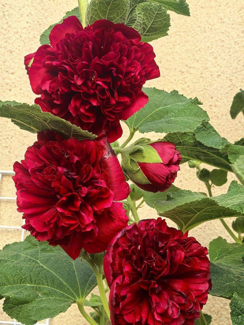 The method of planting sunflower seeds