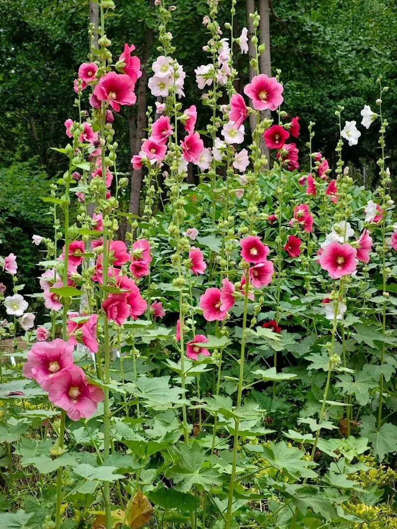 The method of planting sunflower seeds