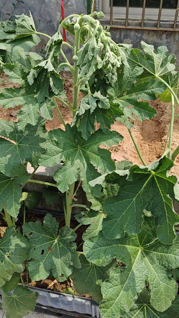 The method of planting sunflower seeds