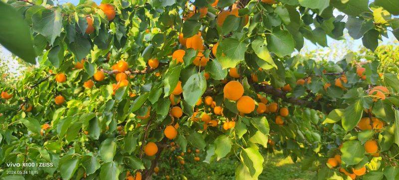 Apricot 77 techniques