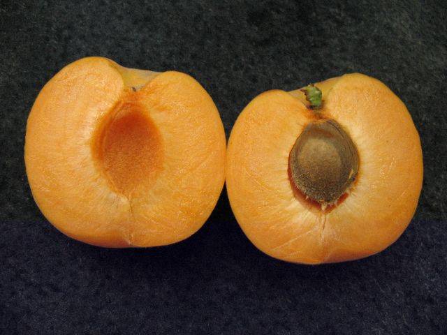 Apricot 77 techniques