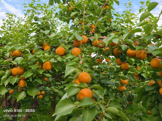 Apricot 77 techniques
