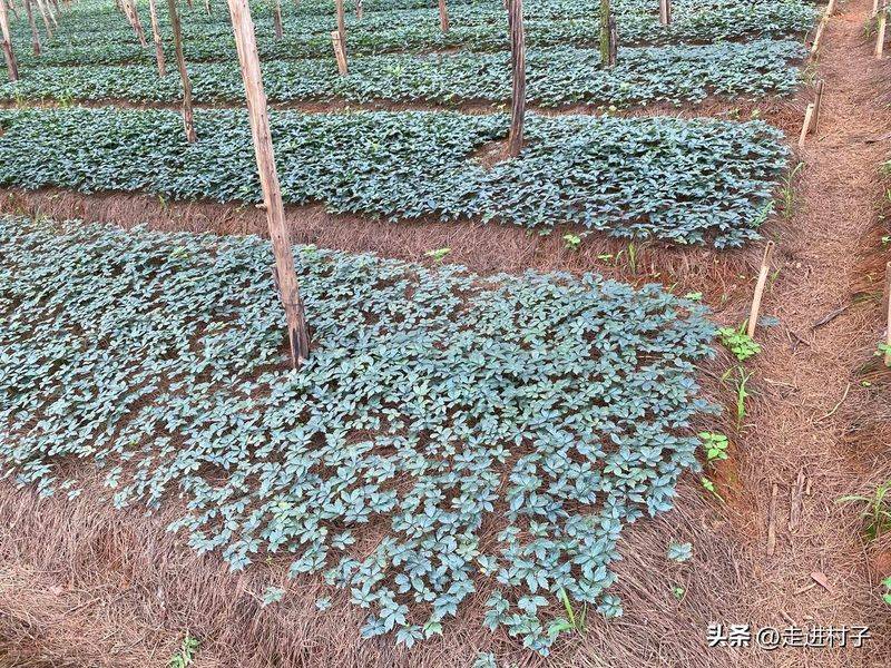 青菜的种植方法
