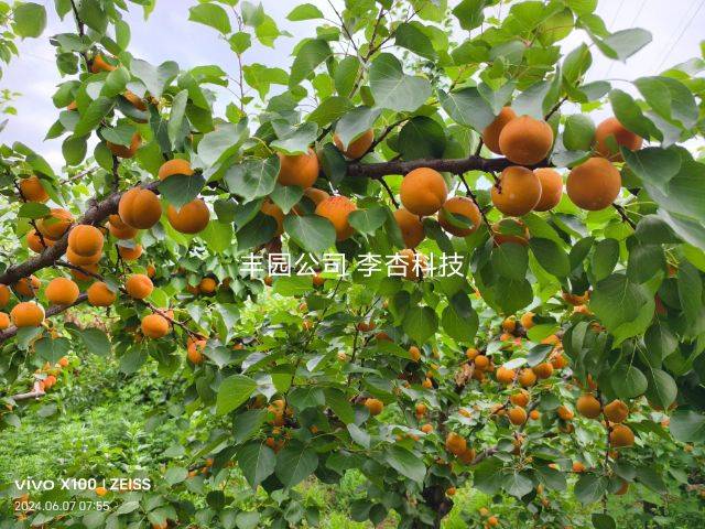 Apricot 77 techniques