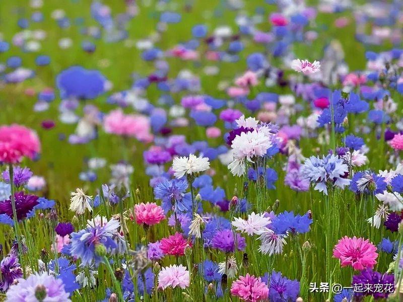 The method of planting sunflower seeds