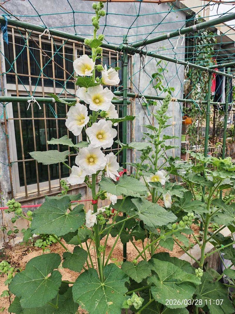 蜀葵种子的种植方法