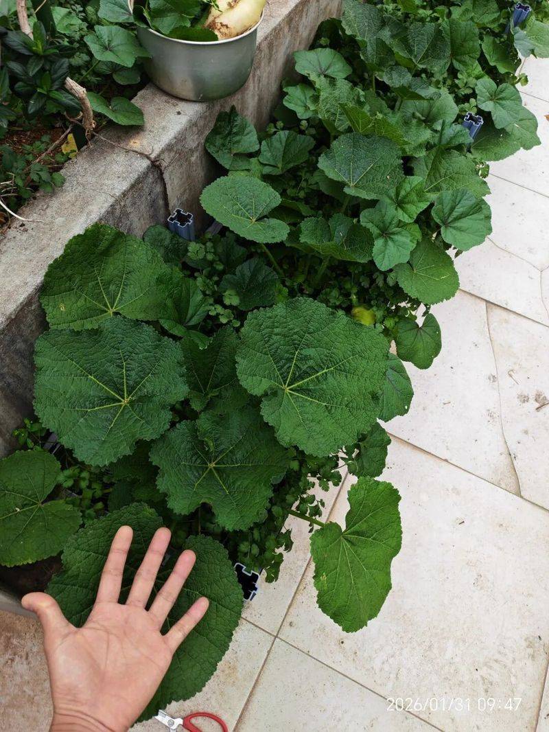 蜀葵种子的种植方法