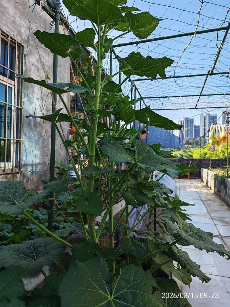 蜀葵种子的种植方法