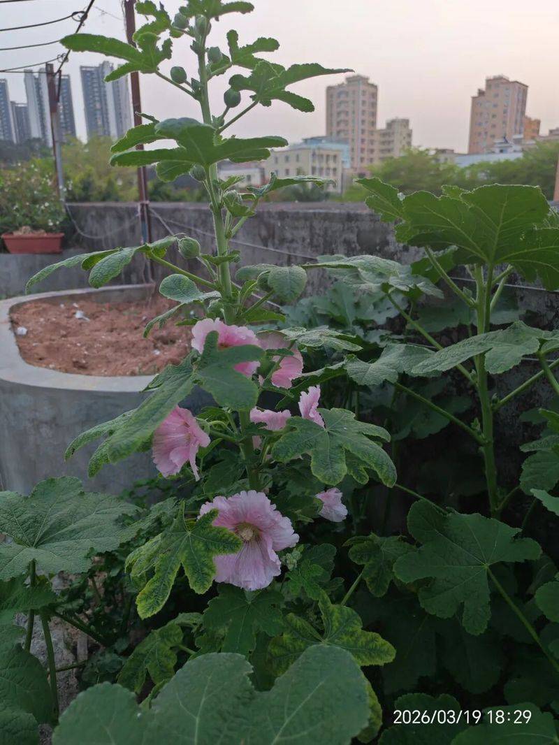蜀葵种子的种植方法