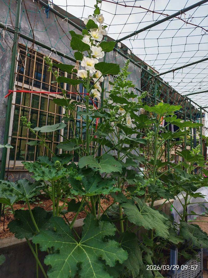 蜀葵种子的种植方法
