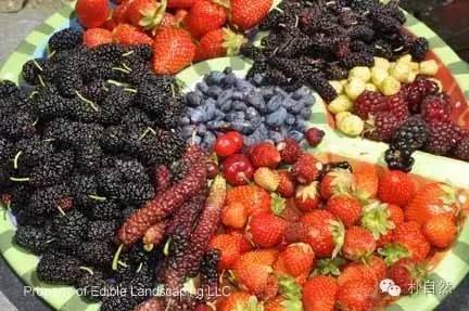 在市场上买不到的正宗美味--懒人植物桑树