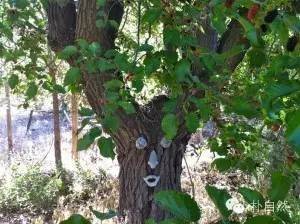 桑树种植技术要点