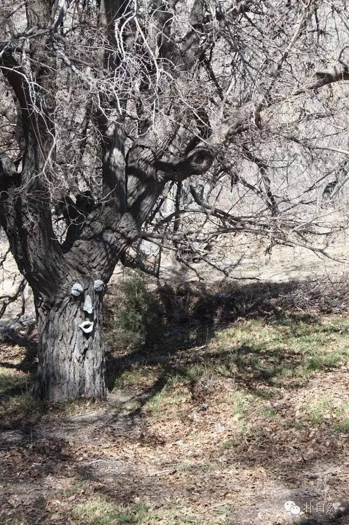 桑树种植技术要点