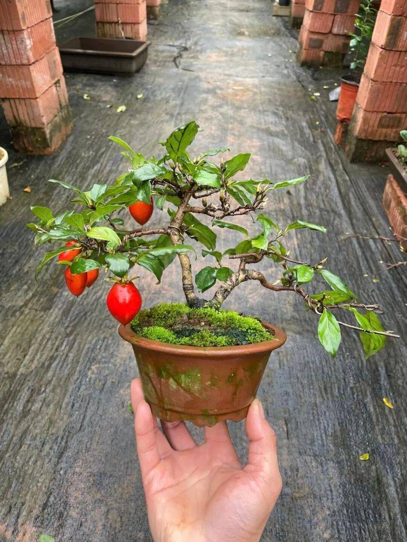 How do you plant the seedlings