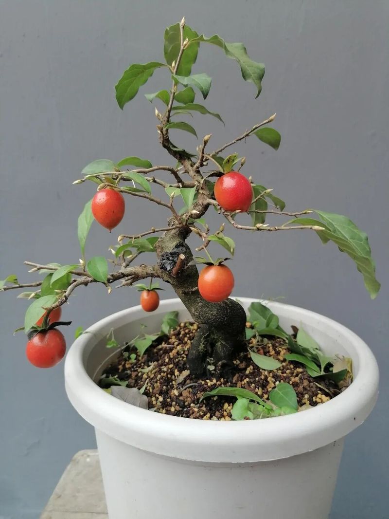 How do you plant the seedlings