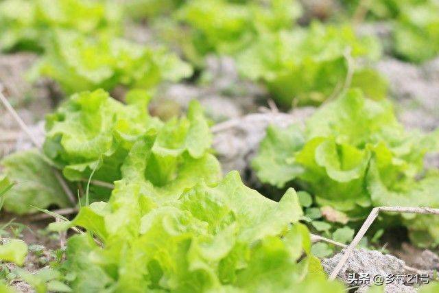 The method of growing green vegetables