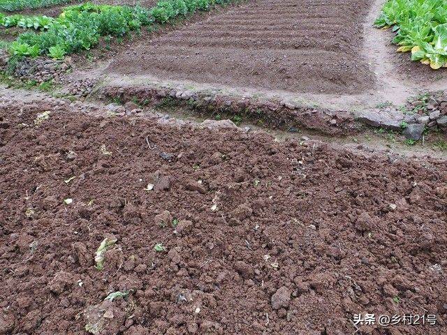 The method of growing green vegetables