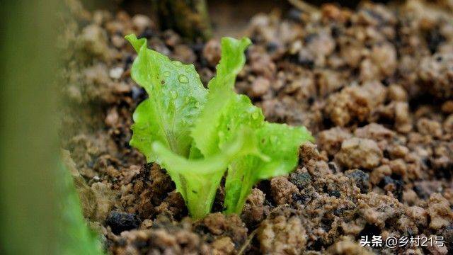 The method of growing green vegetables