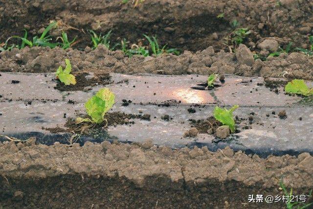 The method of growing green vegetables