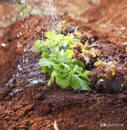 The method of growing green vegetables