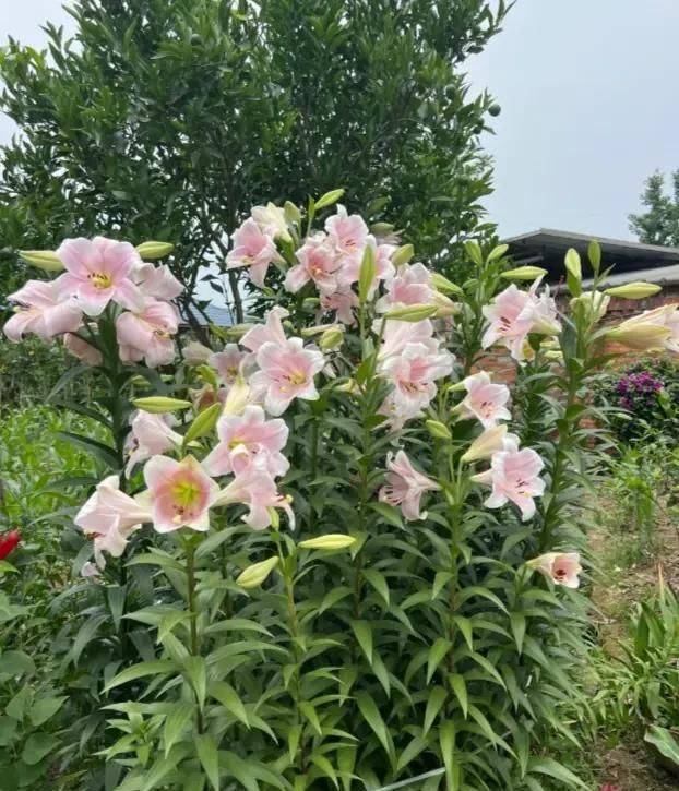 蜀葵种子的种植方法