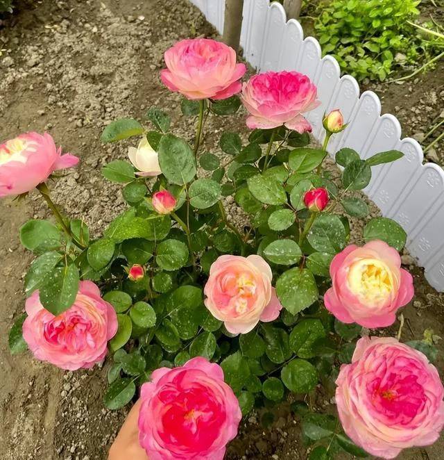 蜀葵种子的种植方法