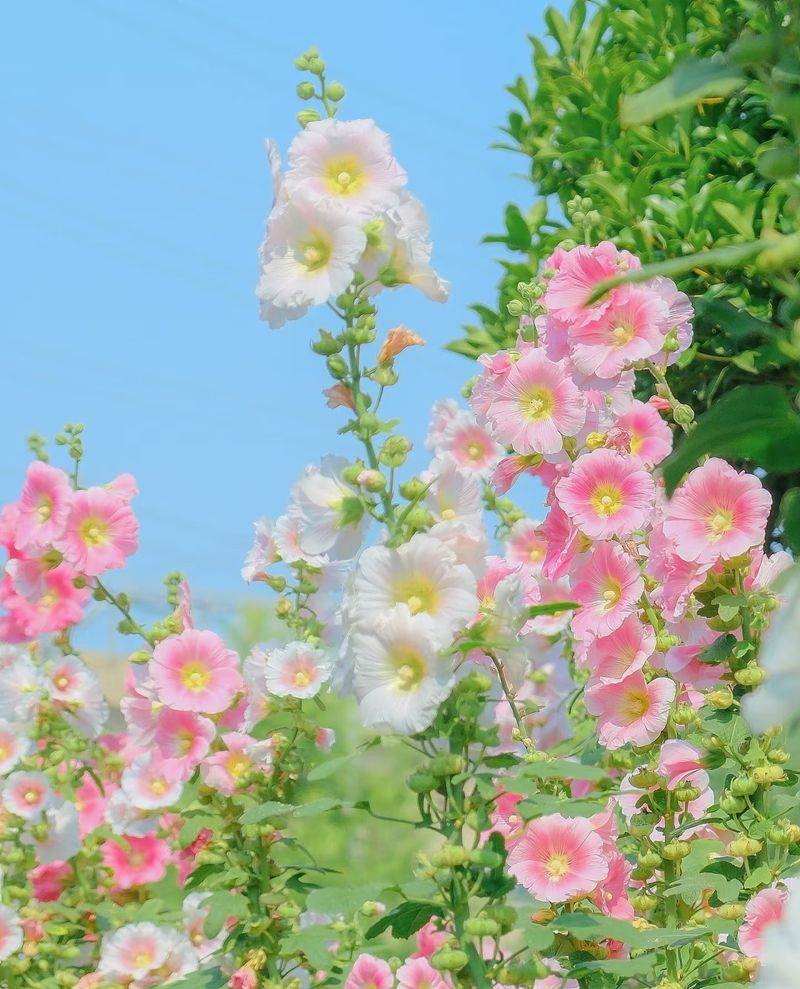 The method of planting sunflower seeds