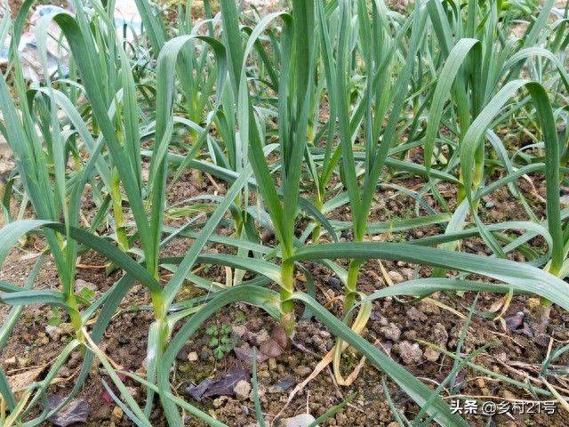 The method of growing green vegetables