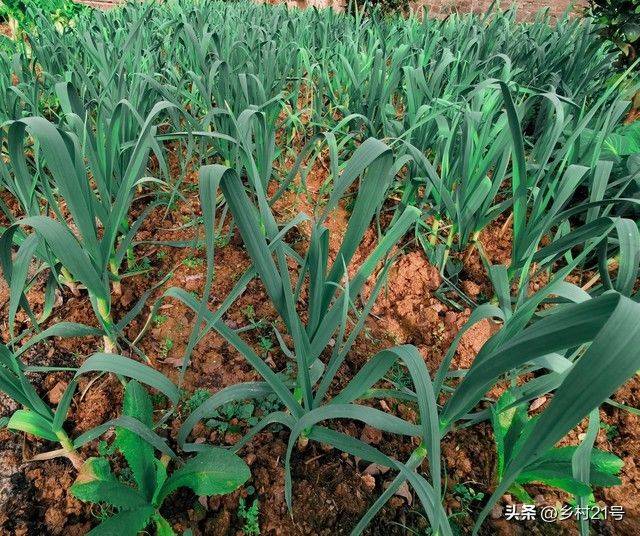 The method of growing green vegetables