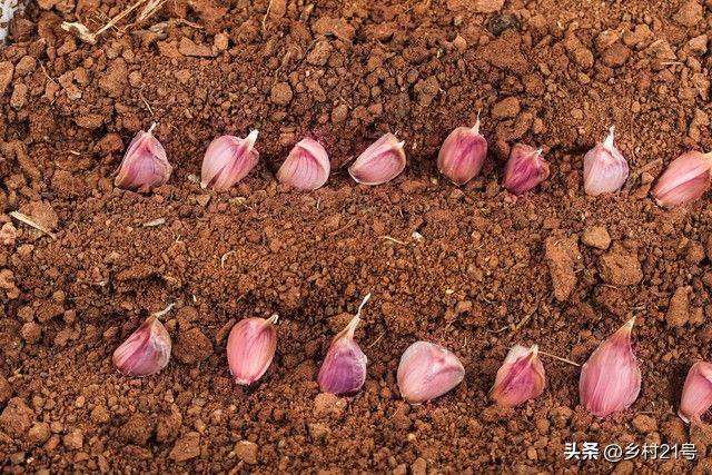The method of growing green vegetables
