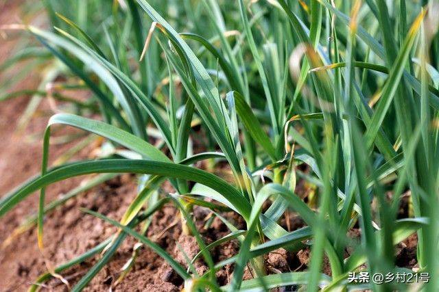 The method of growing green vegetables