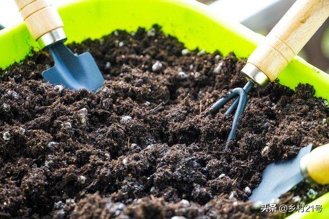The method of growing green vegetables