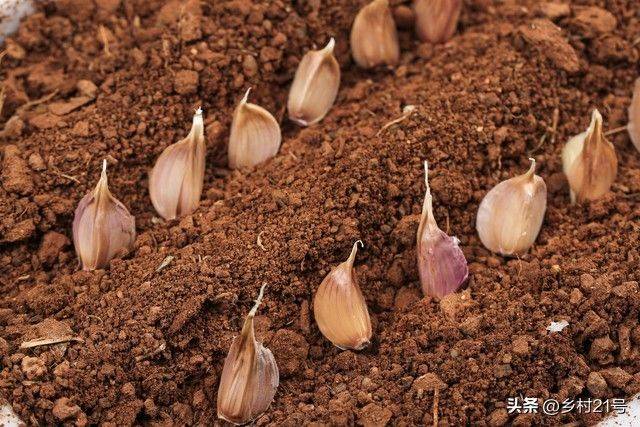 The method of growing green vegetables