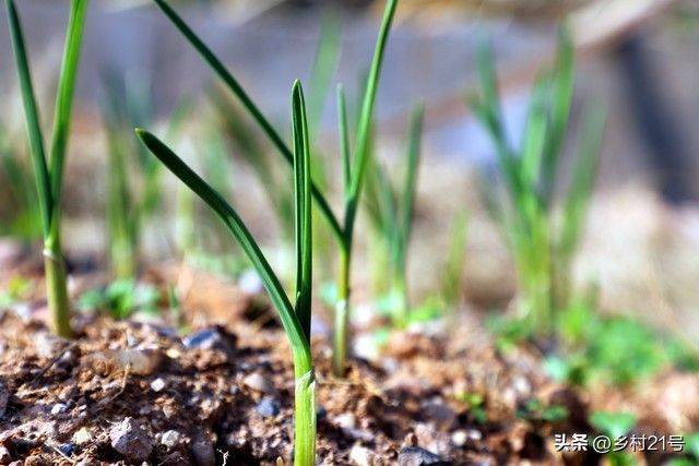 The method of growing green vegetables